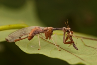 Dicromantispa interrupta Order; Neuroptera, Family; Mantispidae